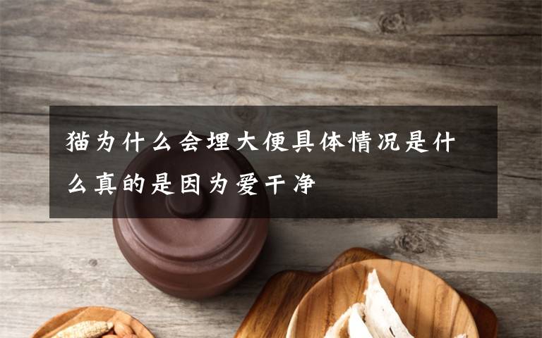 貓為什么會埋大便具體情況是什么真的是因為愛干凈