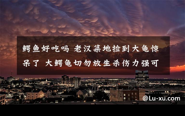 鱷魚好吃嗎 老漢菜地撿到大龜驚呆了 大鱷龜切勿放生殺傷力強可以吃掉