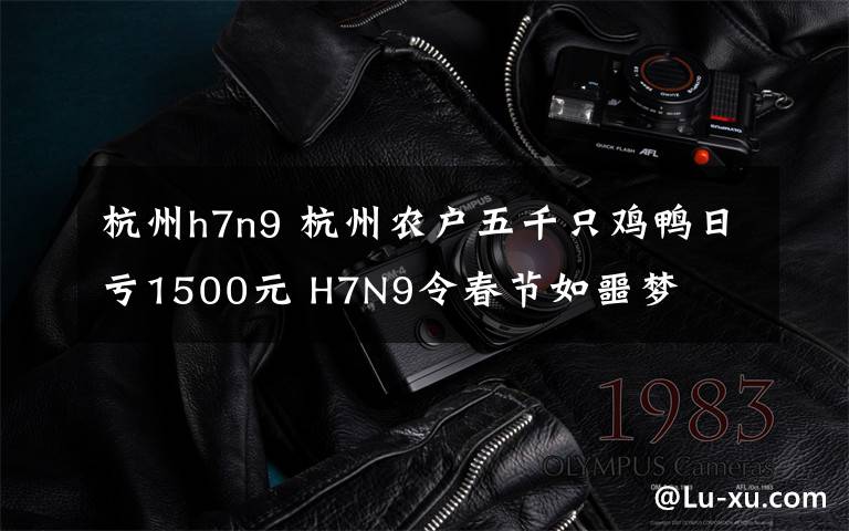 杭州h7n9 杭州農(nóng)戶五千只雞鴨日虧1500元 H7N9令春節(jié)如噩夢(mèng)