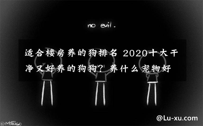 適合樓房養(yǎng)的狗排名 2020十大干凈又好養(yǎng)的狗狗？養(yǎng)什么寵物好十強排行榜