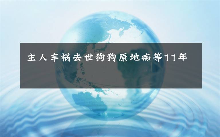 主人車禍去世狗狗原地癡等11年