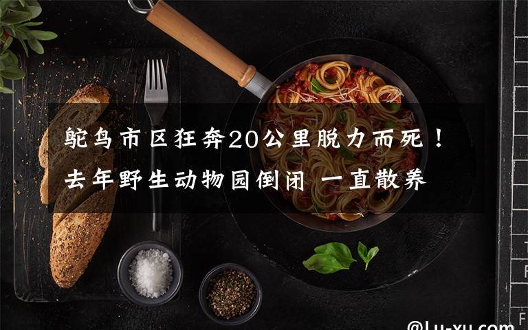 鴕鳥市區(qū)狂奔20公里脫力而死！去年野生動物園倒閉 一直散養(yǎng)