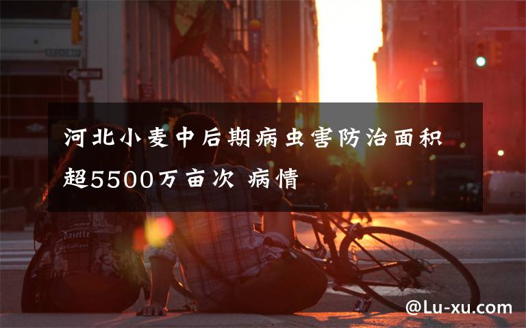 河北小麥中后期病蟲害防治面積超5500萬畝次 病情