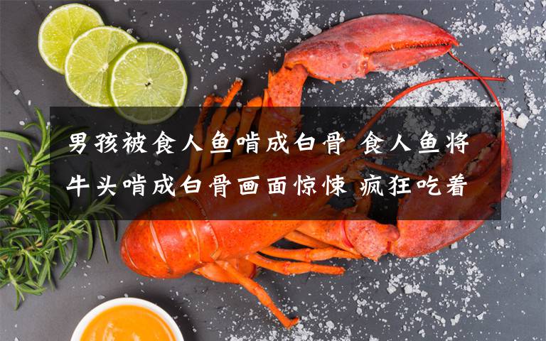 男孩被食人魚啃成白骨 食人魚將牛頭啃成白骨畫面驚悚 瘋狂吃著頭骨上的肉狠勁十足