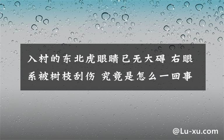 入村的東北虎眼睛已無大礙 右眼系被樹枝刮傷 究竟是怎么一回事?