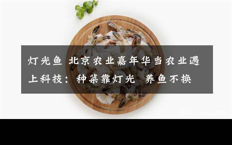 燈光魚 北京農(nóng)業(yè)嘉年華當(dāng)農(nóng)業(yè)遇上科技：種菜靠燈光  養(yǎng)魚不換水