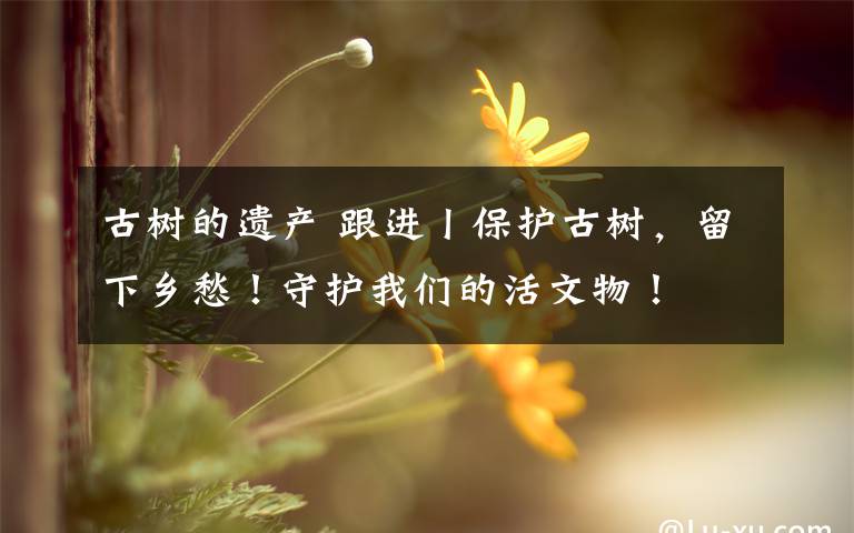 古樹的遺產(chǎn) 跟進(jìn)丨保護(hù)古樹，留下鄉(xiāng)愁！守護(hù)我們的活文物！