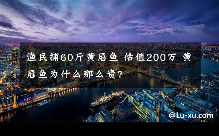 漁民捕60斤黃唇魚 估值200萬 黃唇魚為什么那么貴?