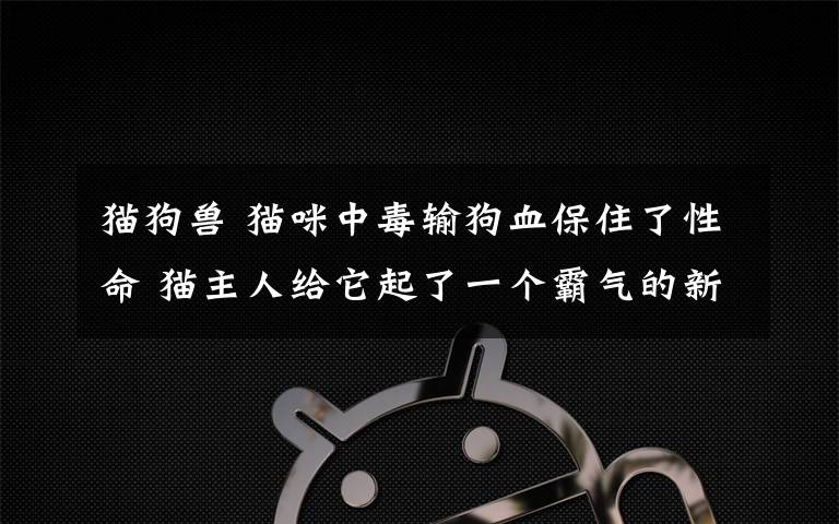 貓狗獸 貓咪中毒輸狗血保住了性命 貓主人給它起了一個霸氣的新名字