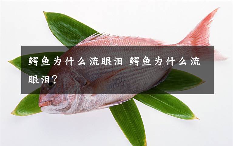 鱷魚(yú)為什么流眼淚 鱷魚(yú)為什么流眼淚？