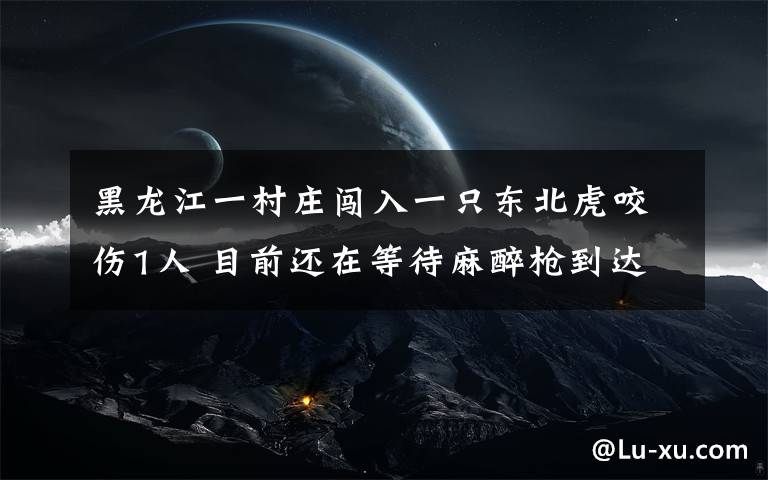 黑龍江一村莊闖入一只東北虎咬傷1人 目前還在等待麻醉槍到達現(xiàn)場 還原事發(fā)經(jīng)過及背后真相！