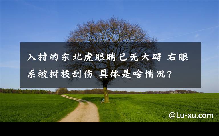 入村的東北虎眼睛已無大礙 右眼系被樹枝刮傷 具體是啥情況?