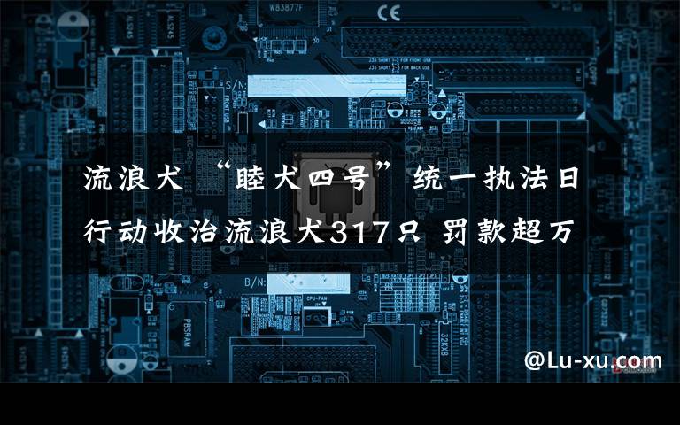 流浪犬 “睦犬四號”統(tǒng)一執(zhí)法日行動收治流浪犬317只 罰款超萬元