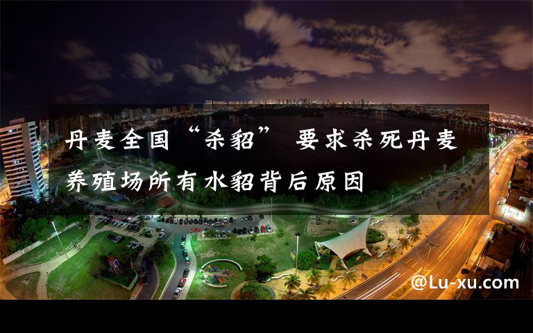 丹麥全國“殺貂” 要求殺死丹麥養(yǎng)殖場所有水貂背后原因