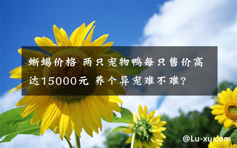 蜥蜴價格 兩只寵物鴨每只售價高達(dá)15000元 養(yǎng)個異寵難不難?