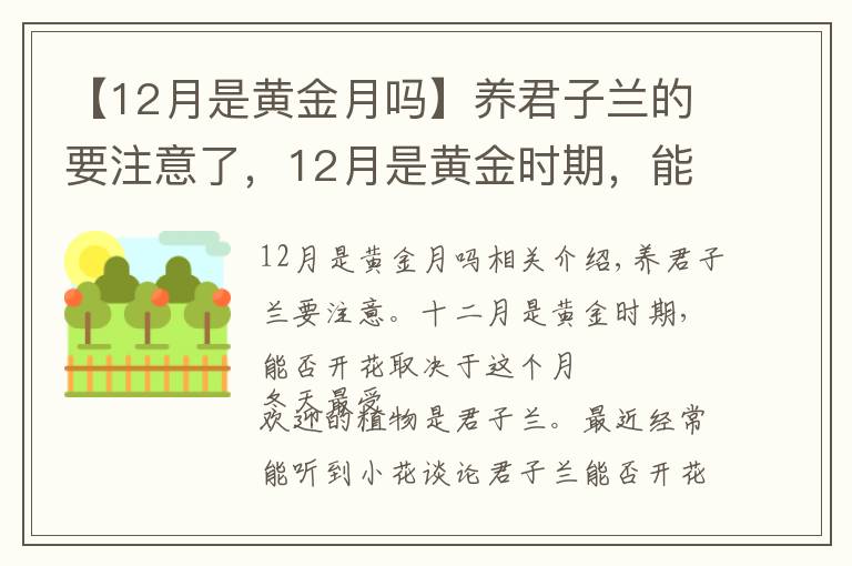 【12月是黃金月嗎】養(yǎng)君子蘭的要注意了，12月是黃金時期，能不能開花就看這個月份