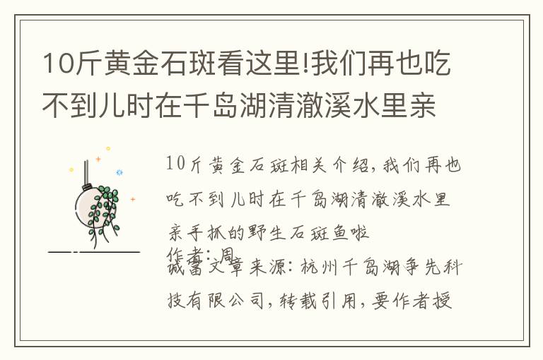 10斤黃金石斑看這里!我們?cè)僖渤圆坏絻簳r(shí)在千島湖清澈溪水里親手抓的野生石斑魚(yú)啦