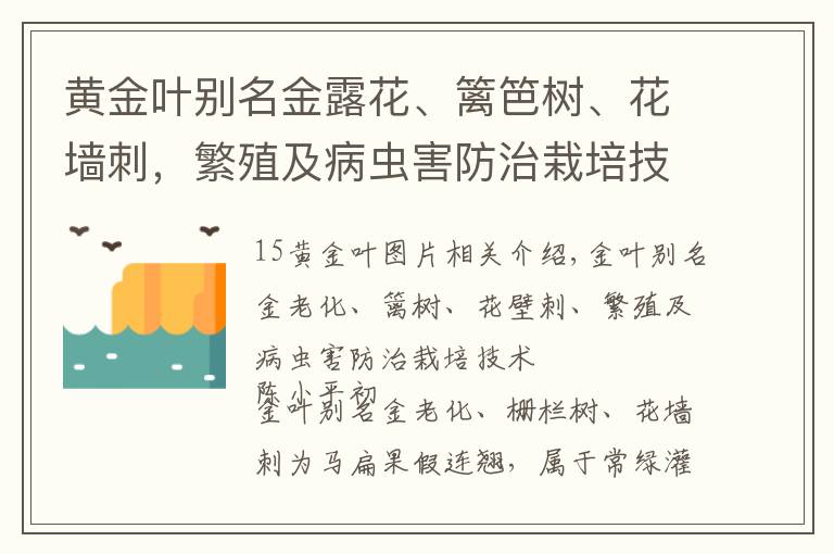 黃金葉別名金露花、籬笆樹、花墻刺，繁殖及病蟲害防治栽培技術(shù)