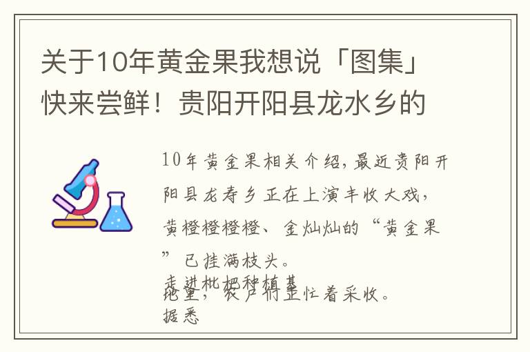 關(guān)于10年黃金果我想說「圖集」快來嘗鮮！貴陽開陽縣龍水鄉(xiāng)的“黃金果”熟了