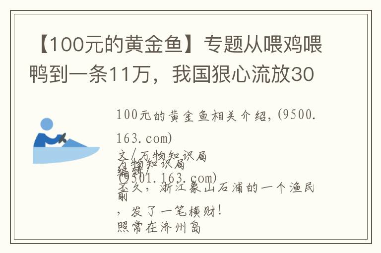 【100元的黃金魚(yú)】專(zhuān)題從喂雞喂鴨到一條11萬(wàn)，我國(guó)狠心流放30年，為何還救不起一條魚(yú)？