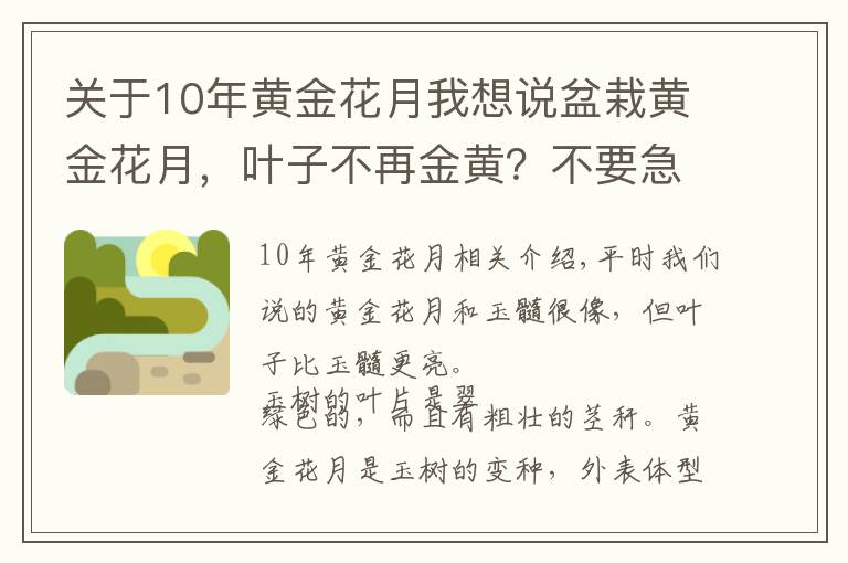 關(guān)于10年黃金花月我想說盆栽黃金花月，葉子不再金黃？不要急，天時地利人和，都不能缺