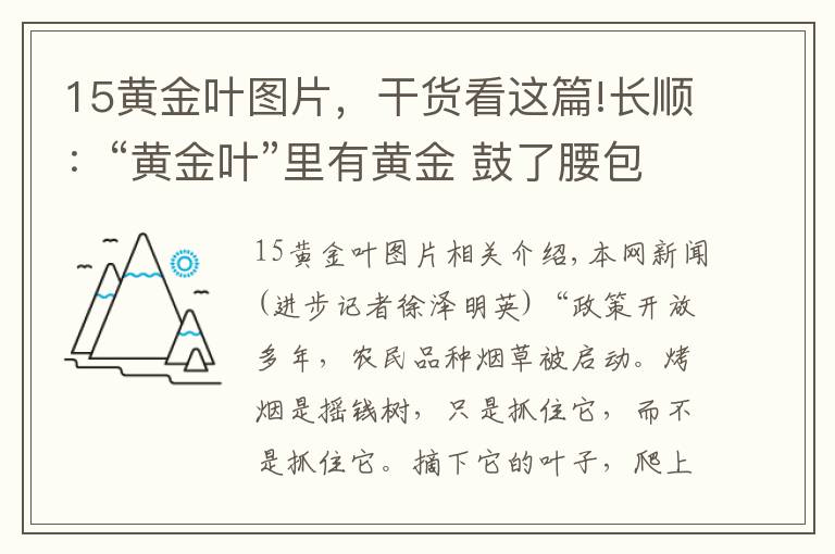 15黃金葉圖片，干貨看這篇!長(zhǎng)順：“黃金葉”里有黃金 鼓了腰包富了民