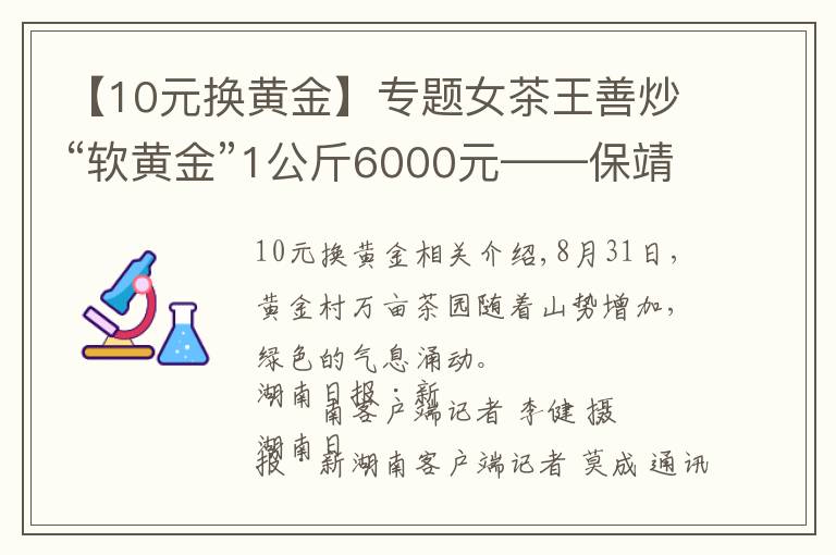 【10元換黃金】專題女茶王善炒“軟黃金”1公斤6000元——保靖縣呂洞山鎮(zhèn)黃金村見聞