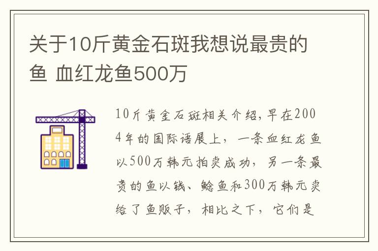 關(guān)于10斤黃金石斑我想說最貴的魚 血紅龍魚500萬