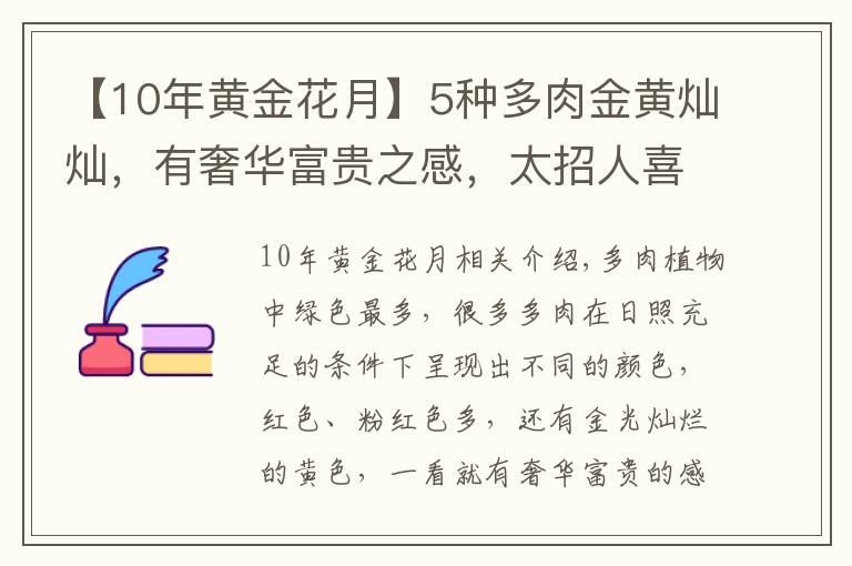 【10年黃金花月】5種多肉金黃燦燦，有奢華富貴之感，太招人喜歡