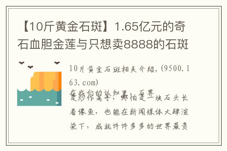 【10斤黃金石斑】1.65億元的奇石血膽金蓮與只想賣8888的石斑魚