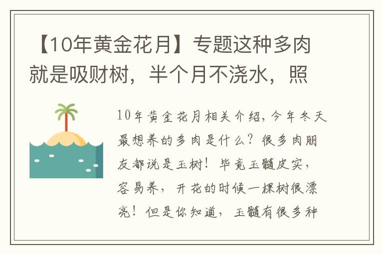 【10年黃金花月】專題這種多肉就是吸財樹，半個月不澆水，照樣長得手腕粗！