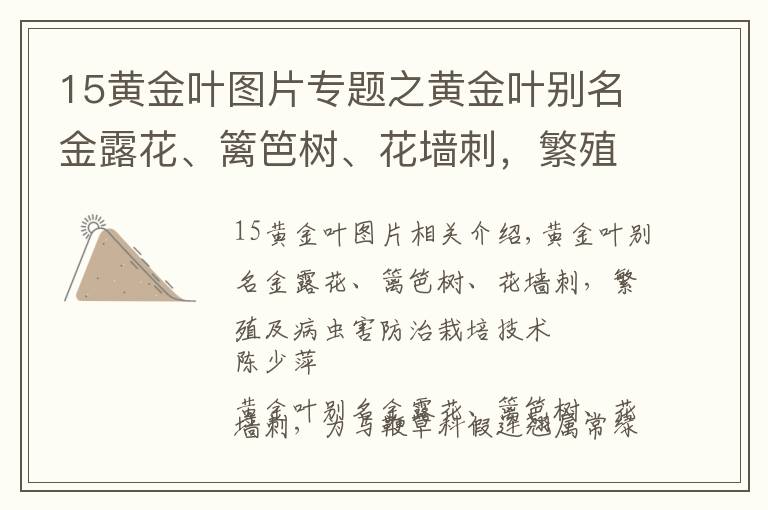 15黃金葉圖片專題之黃金葉別名金露花、籬笆樹、花墻刺，繁殖及病蟲害防治栽培技術(shù)