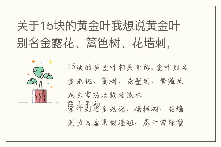 關(guān)于15塊的黃金葉我想說黃金葉別名金露花、籬笆樹、花墻刺，繁殖及病蟲害防治栽培技術(shù)