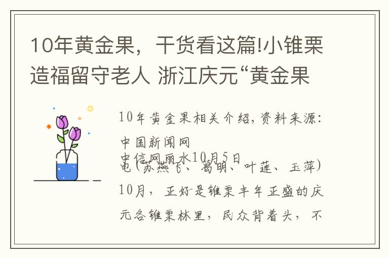 10年黃金果，干貨看這篇!小錐栗造福留守老人 浙江慶元“黃金果”鋪就共富路