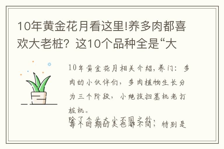 10年黃金花月看這里!養(yǎng)多肉都喜歡大老樁？這10個(gè)品種全是“大粗腿”，越養(yǎng)越好看！