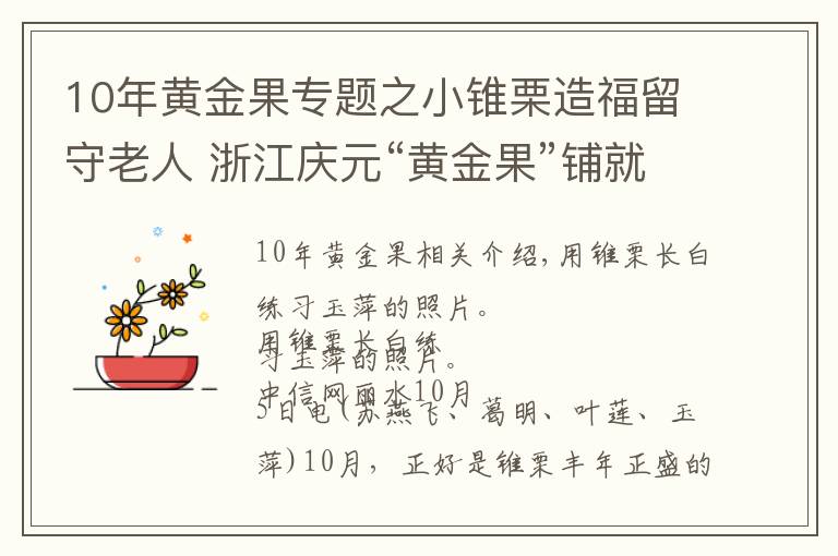 10年黃金果專題之小錐栗造福留守老人 浙江慶元“黃金果”鋪就共富路