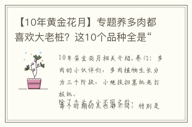 【10年黃金花月】專題養(yǎng)多肉都喜歡大老樁？這10個品種全是“大粗腿”，越養(yǎng)越好看！