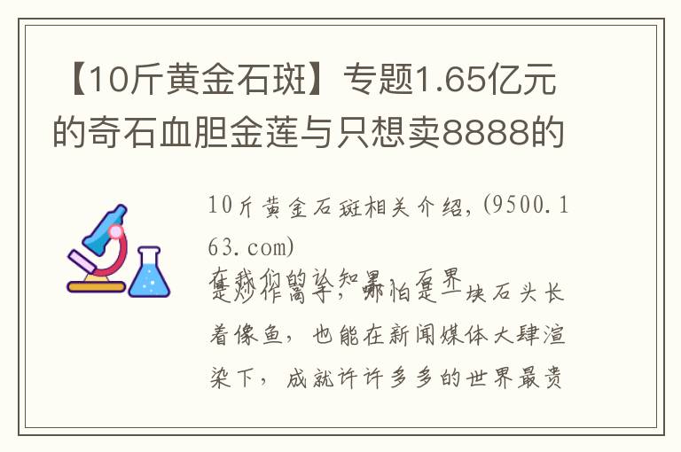 【10斤黃金石斑】專題1.65億元的奇石血膽金蓮與只想賣8888的石斑魚