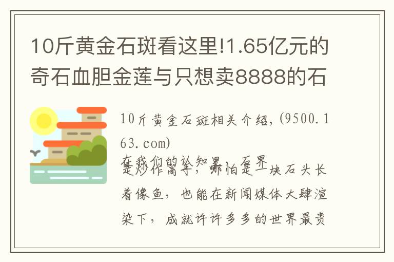 10斤黃金石斑看這里!1.65億元的奇石血膽金蓮與只想賣8888的石斑魚