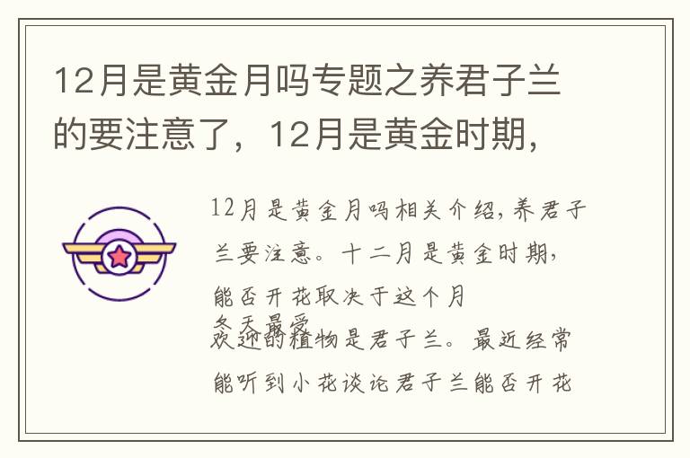 12月是黃金月嗎專題之養(yǎng)君子蘭的要注意了，12月是黃金時期，能不能開花就看這個月份