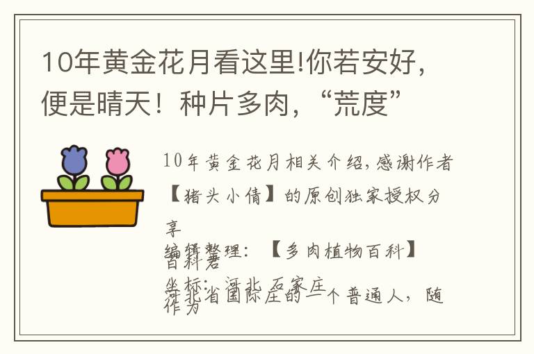 10年黃金花月看這里!你若安好，便是晴天！種片多肉，“荒度”余生