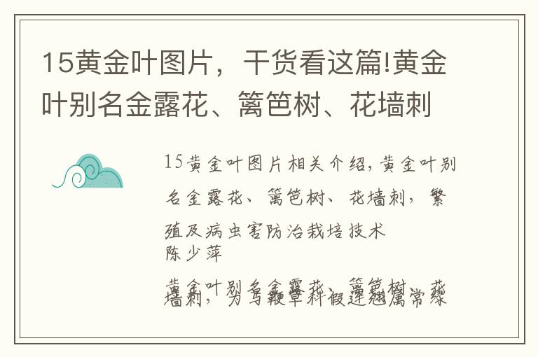 15黃金葉圖片，干貨看這篇!黃金葉別名金露花、籬笆樹、花墻刺，繁殖及病蟲害防治栽培技術(shù)