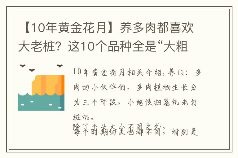 【10年黃金花月】養(yǎng)多肉都喜歡大老樁？這10個品種全是“大粗腿”，越養(yǎng)越好看！