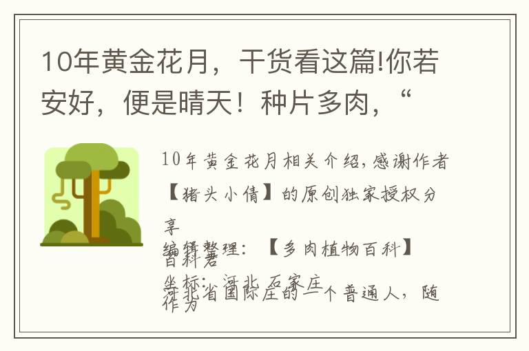 10年黃金花月，干貨看這篇!你若安好，便是晴天！種片多肉，“荒度”余生