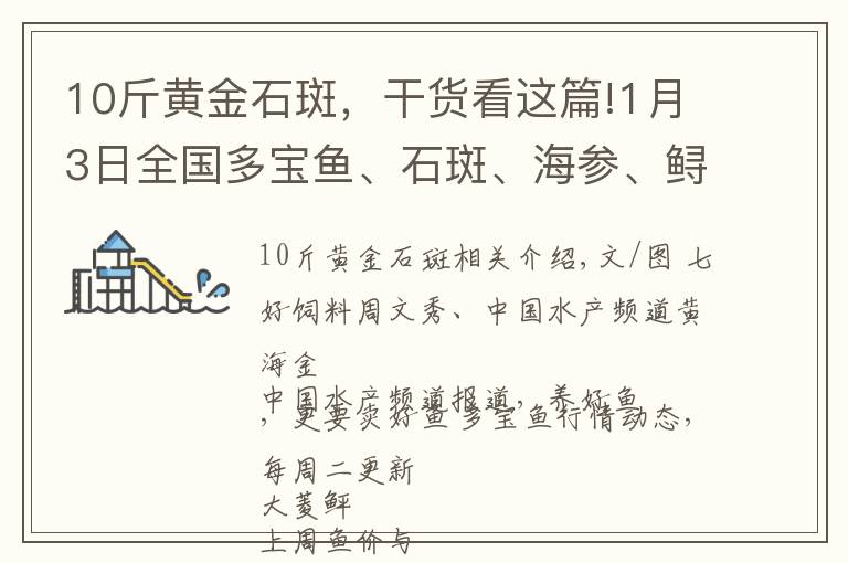 10斤黃金石斑，干貨看這篇!1月3日全國(guó)多寶魚(yú)、石斑、海參、鱘魚(yú)最新價(jià)格