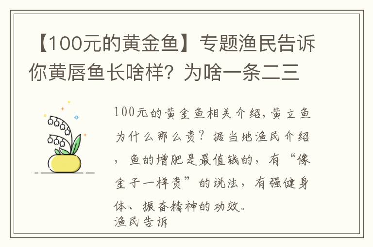 【100元的黃金魚】專題漁民告訴你黃唇魚長啥樣？為啥一條二三百萬那么貴？科普建議收藏