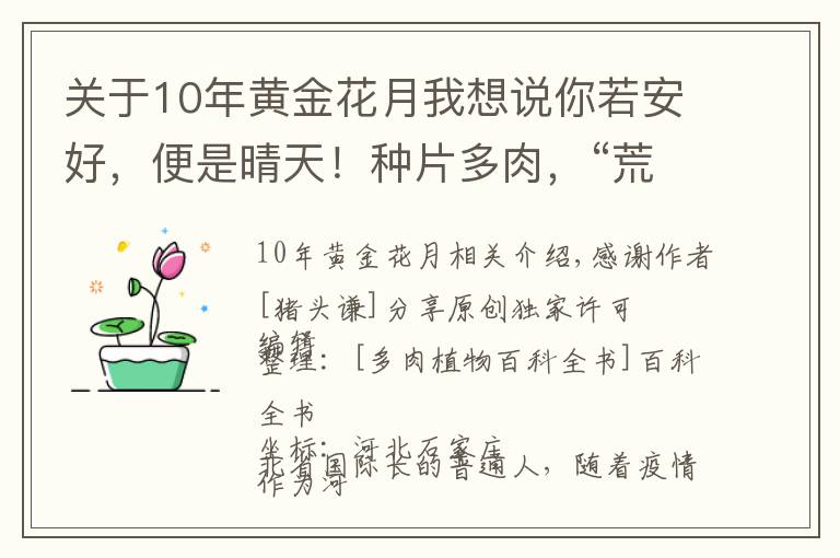 關(guān)于10年黃金花月我想說你若安好，便是晴天！種片多肉，“荒度”余生