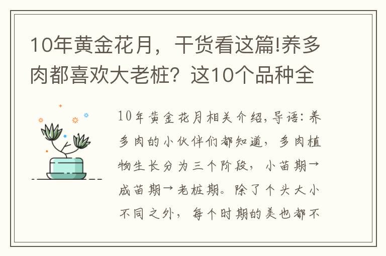 10年黃金花月，干貨看這篇!養(yǎng)多肉都喜歡大老樁？這10個品種全是“大粗腿”，越養(yǎng)越好看！