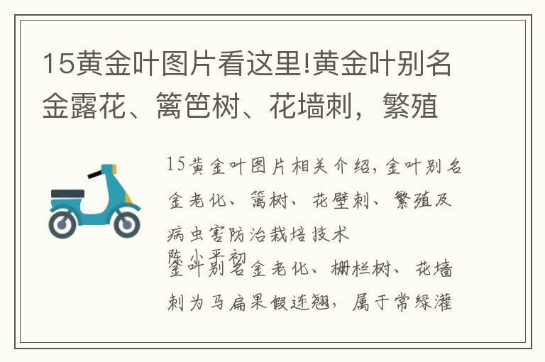 15黃金葉圖片看這里!黃金葉別名金露花、籬笆樹、花墻刺，繁殖及病蟲害防治栽培技術(shù)