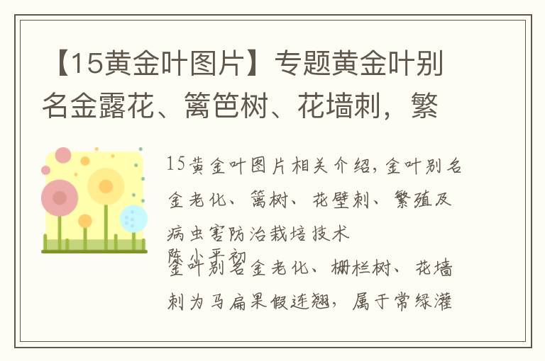 【15黃金葉圖片】專題黃金葉別名金露花、籬笆樹、花墻刺，繁殖及病蟲害防治栽培技術(shù)